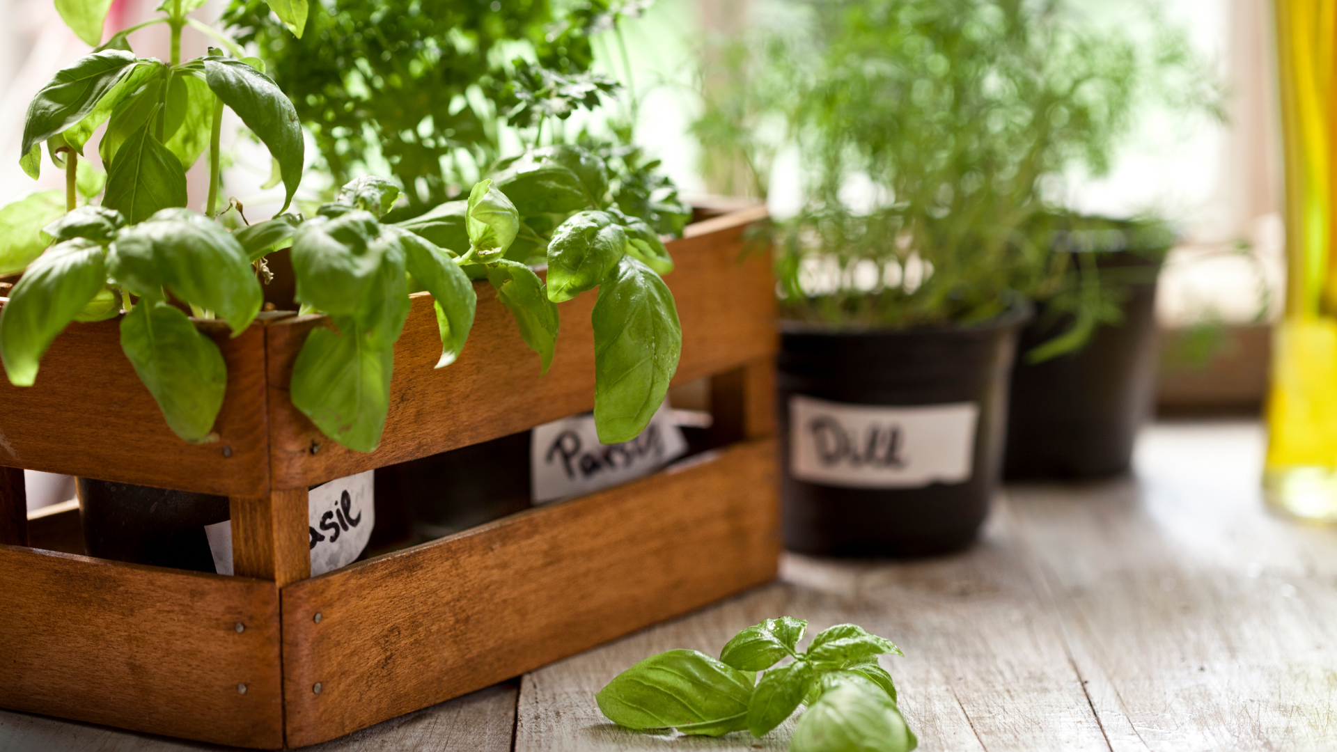 growing beautiful veggies